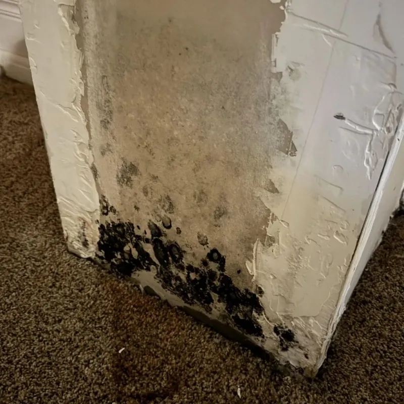 Professional Mold Removal in Hahnville, LA